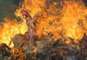 Chickens in Asia being burned alive.